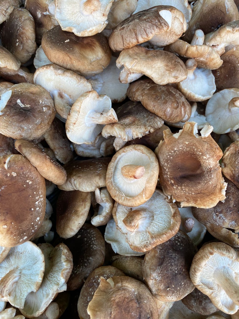 Dried Mushrooms