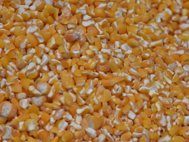 Sweet Corn